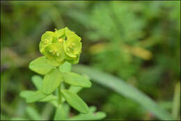 Слика од Euphorbia jolkinii Boiss.