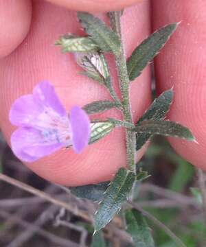 Plancia ëd Loeselia coerulea (Cav.) G. Don