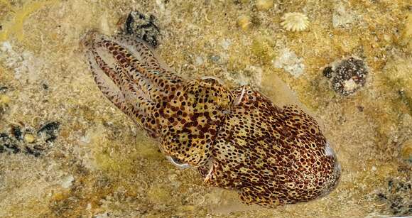 Image of Southern Bobtail Squid