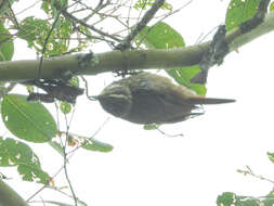 Image of Streaked Xenops