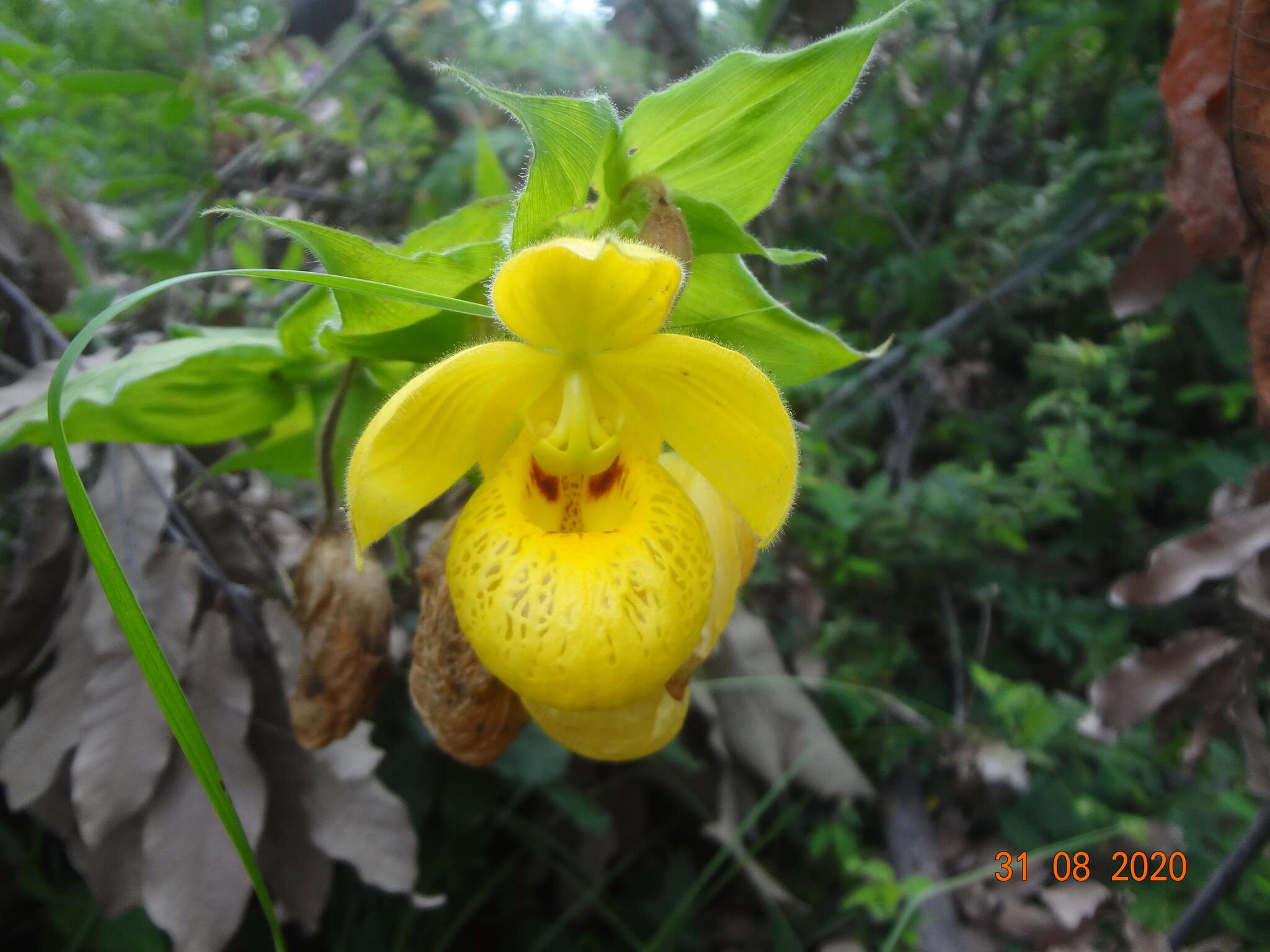 Image of Irapeao Cypripedium