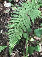 Image of Dudley's swordfern