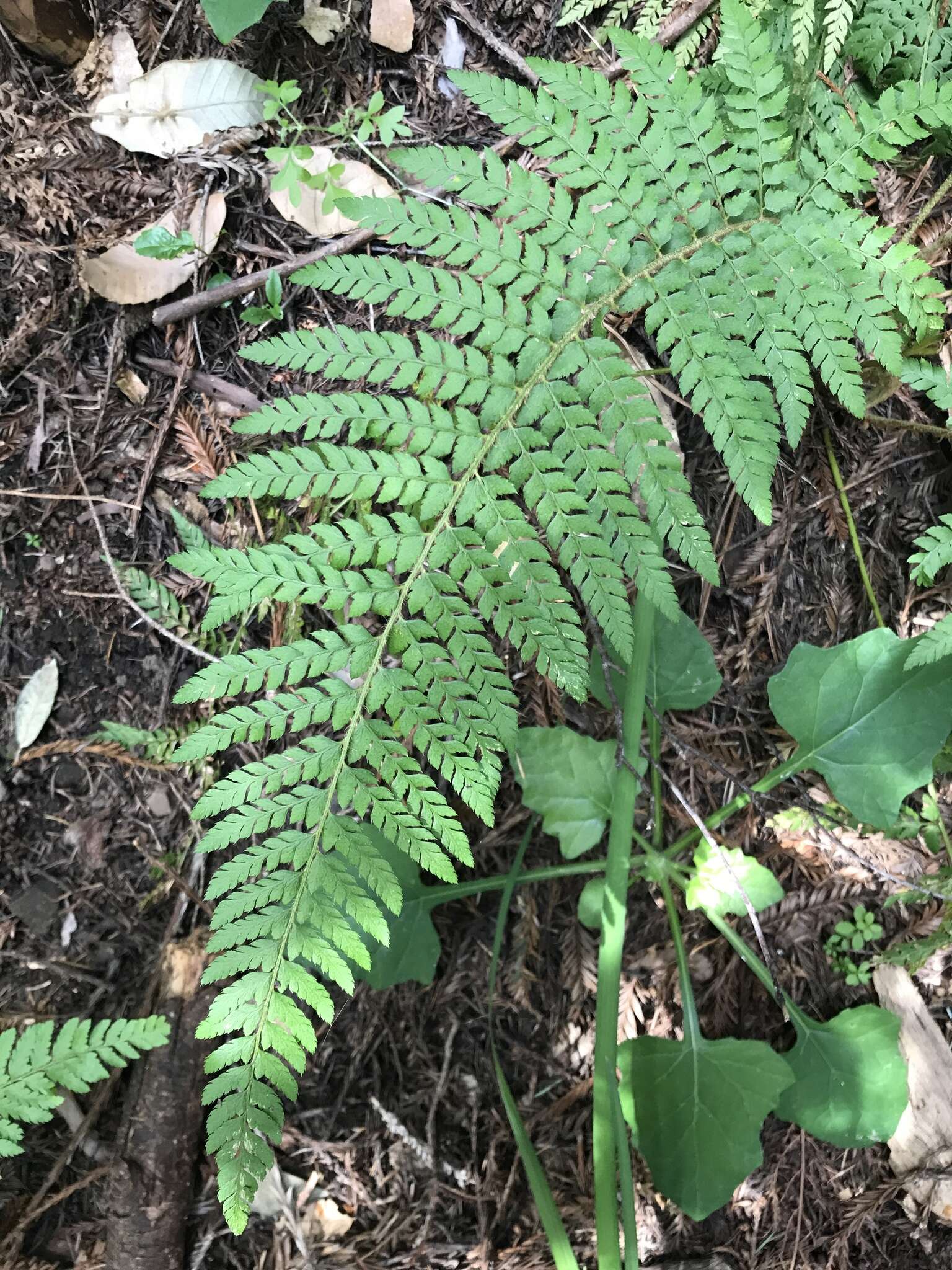 Sivun Polystichum dudleyi Maxon kuva