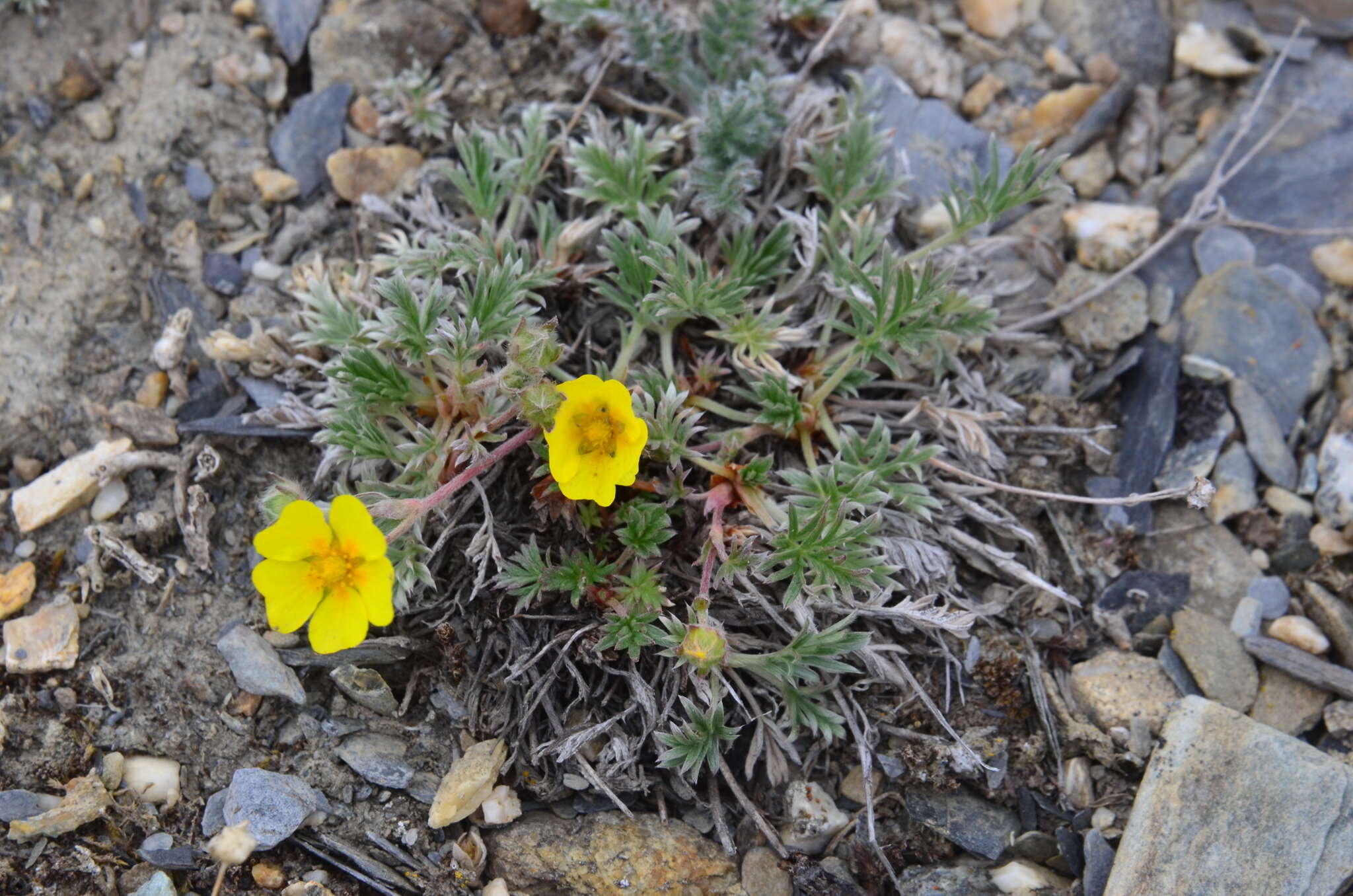 Image of Potentilla anachoretica Sojak