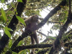 Image of Ecuadorian capuchin