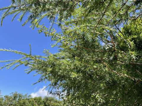 Image of Larix gmelinii var. principis-rupprechtii (Mayr) Pilg.