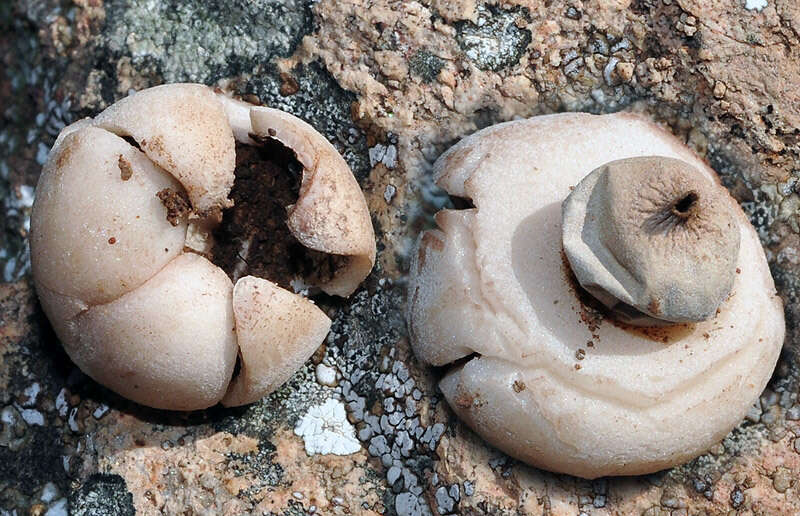 Image of Geastrum elegans Vittad. 1842