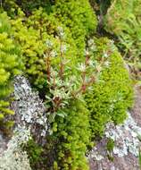 Image of Sedum meyranianum J. Metzger