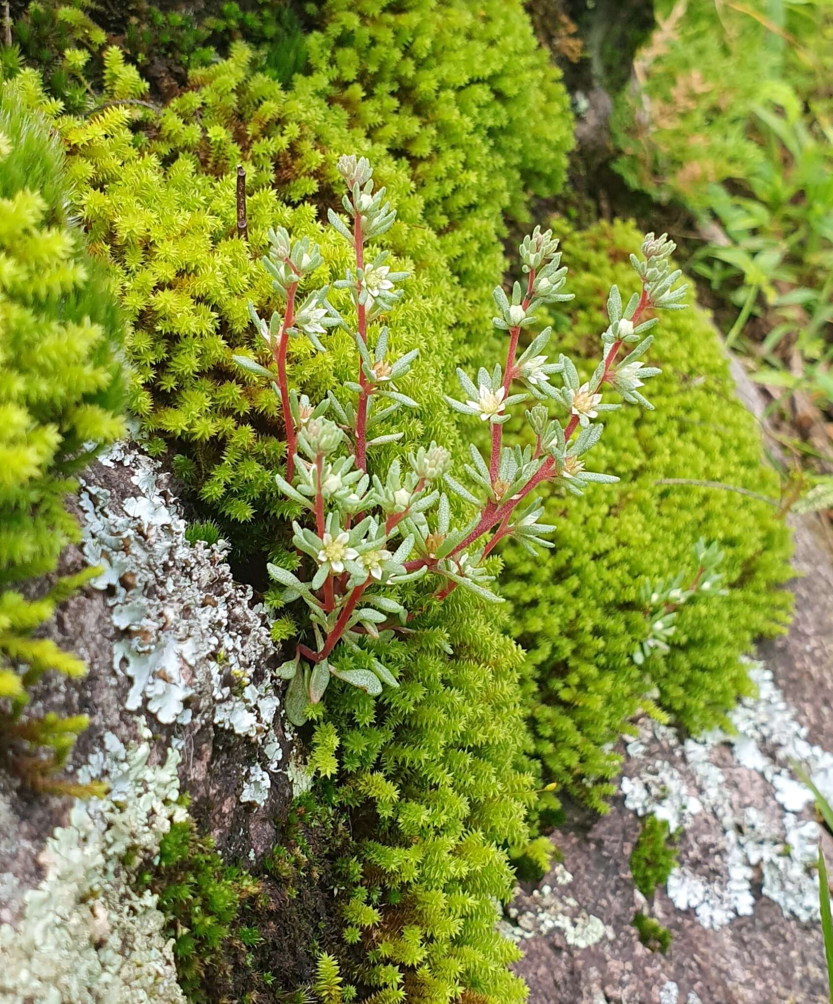 Image of Sedum meyranianum J. Metzger