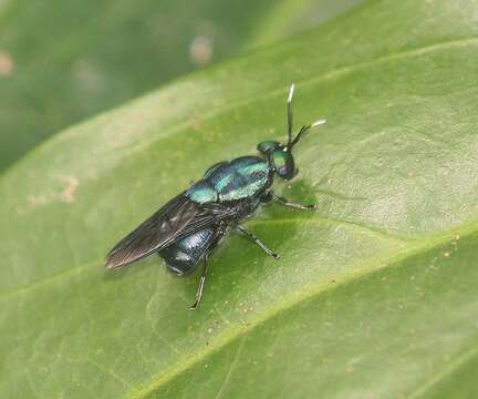 Image of Ptilocera continua Walker 1851