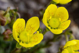 Plancia ëd Saxifraga chrysantha A. Gray