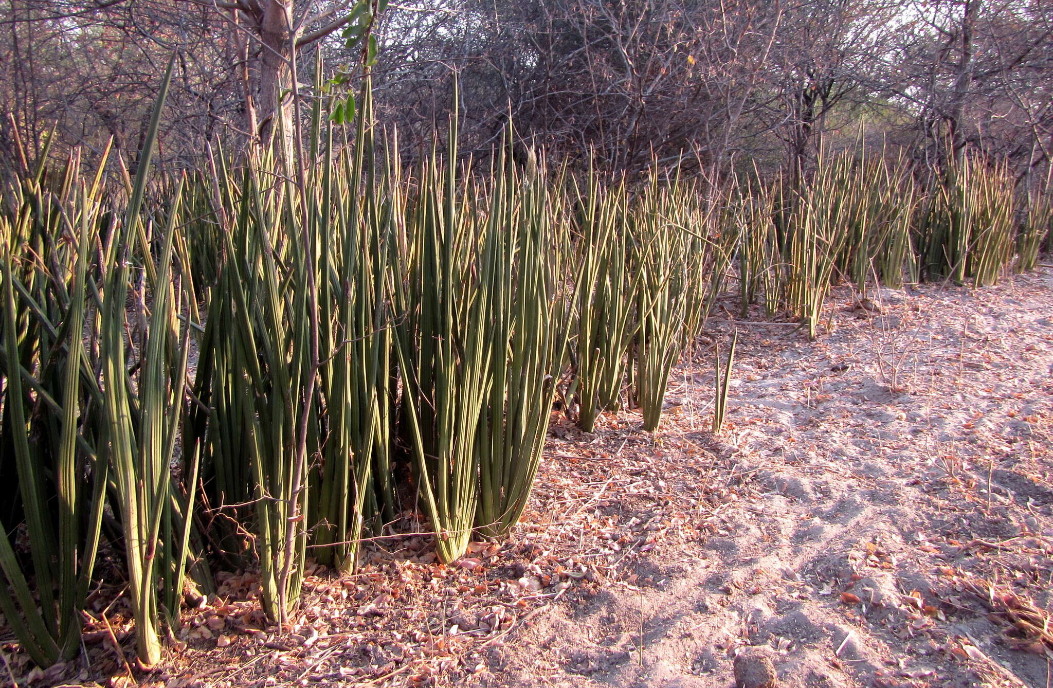 Image of Spiky mother-in-law's tongue