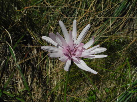 Image of Podospermum roseum (Waldst. & Kit.) Gemeinholzer & Greuter