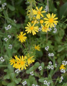 Image of Great Plains Groundsel