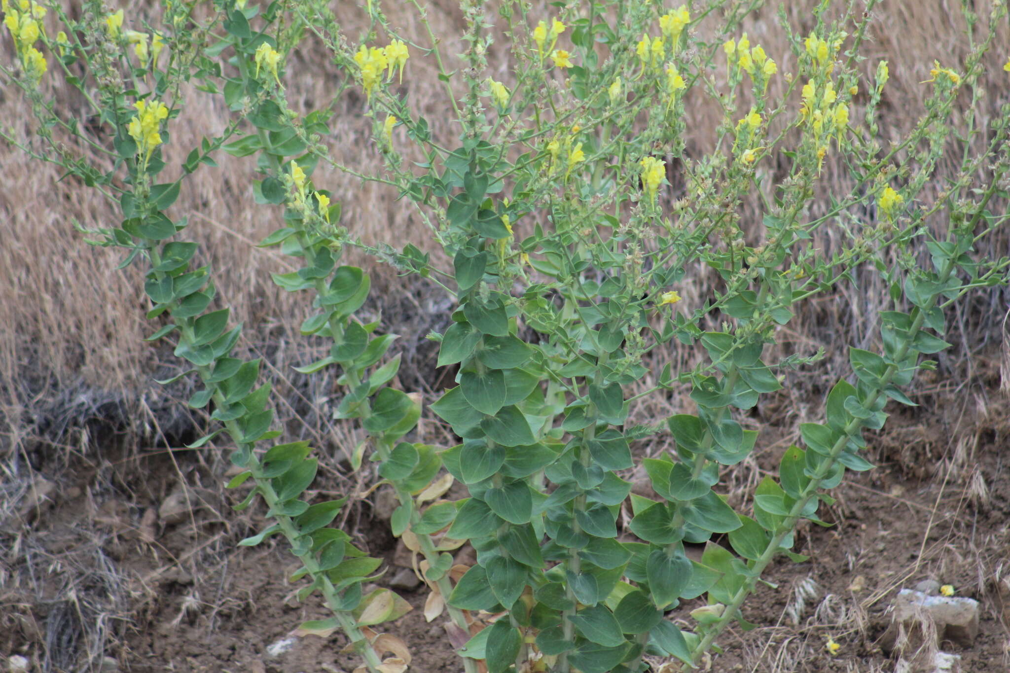 Image of Linaria grandiflora Desf.