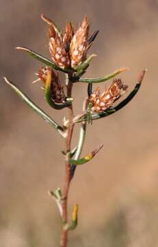 Image of Amphiglossa tomentosa (Thunb.) Harv.