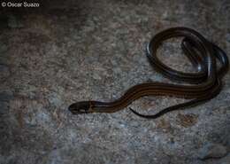 Image of Kinkelin Graceful Brown Snake