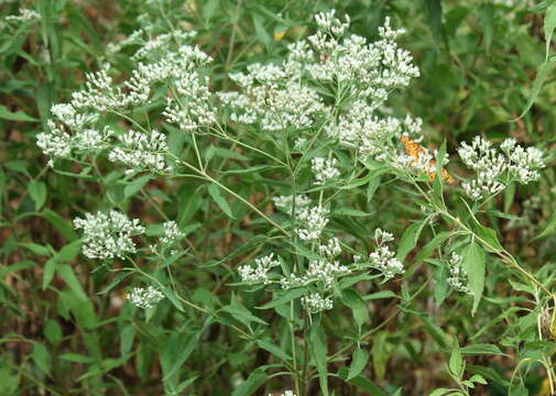 Image of lateflowering thoroughwort