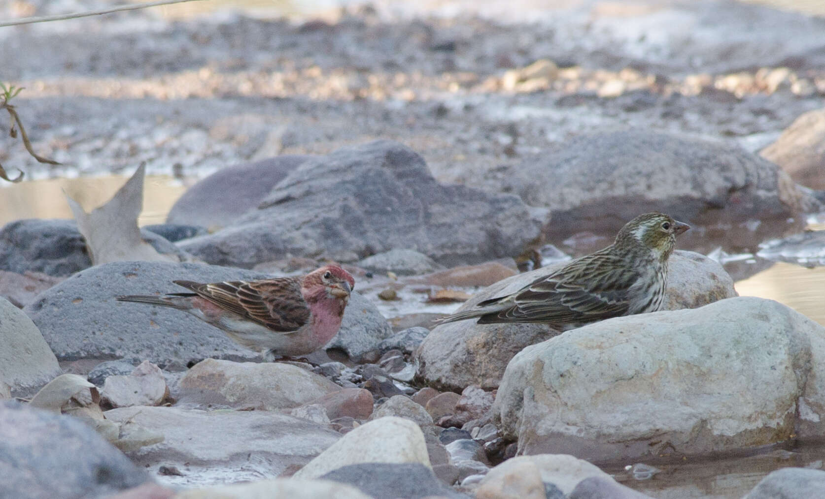 Image of Cassin's Finch