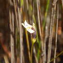 Image of Lindernia beasleyi Wannan