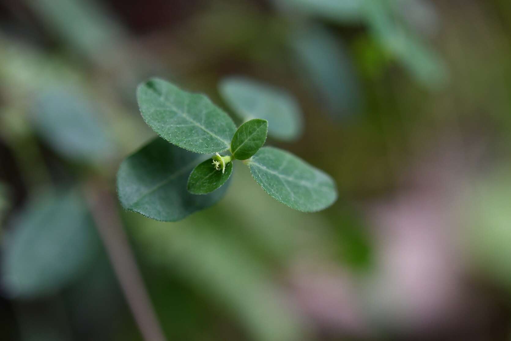 Image of Huachuca Mountain spurge