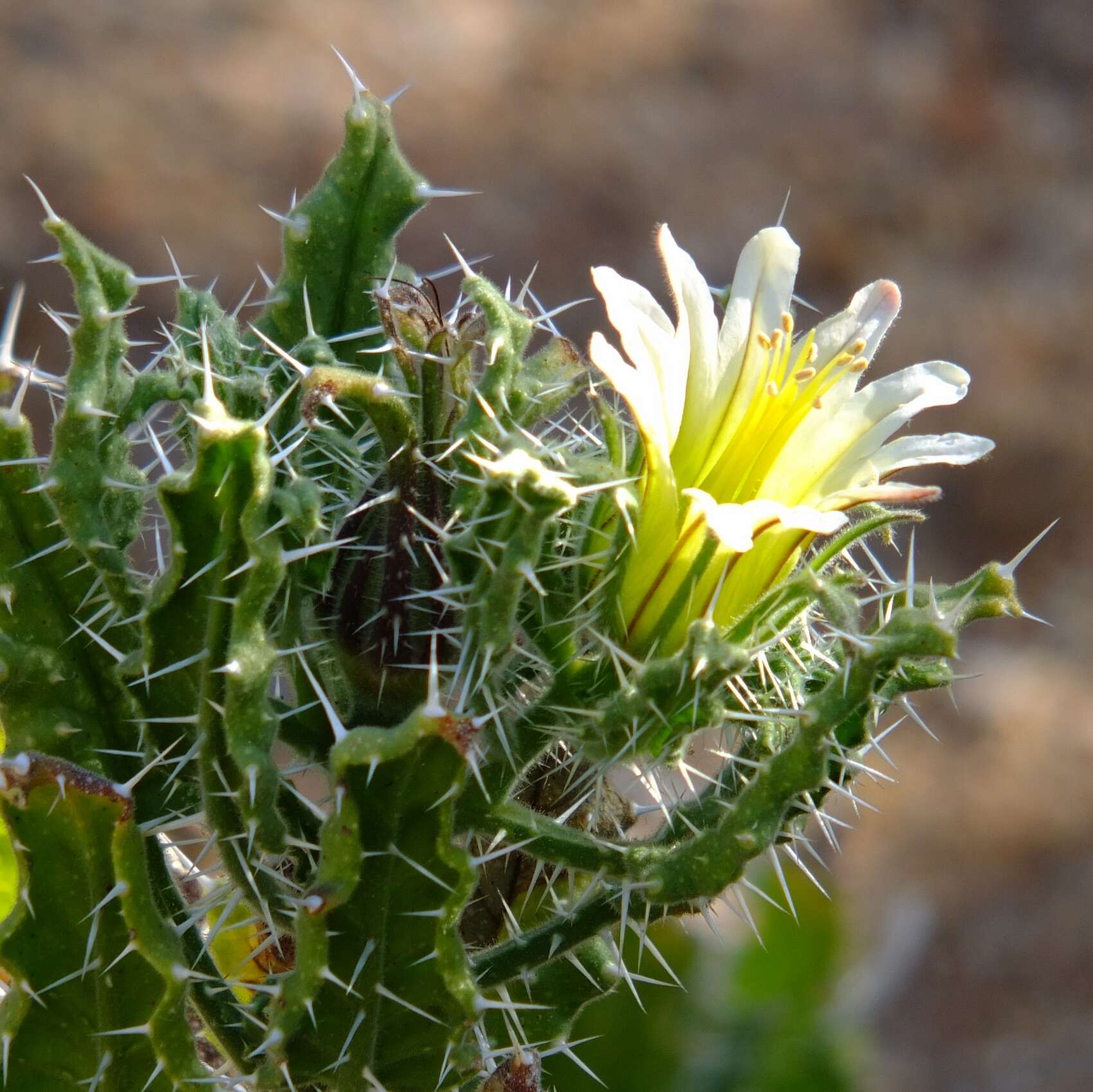 Image of Codon royenii L.