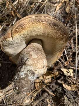 Image of Leccinum californicum Thiers 1971