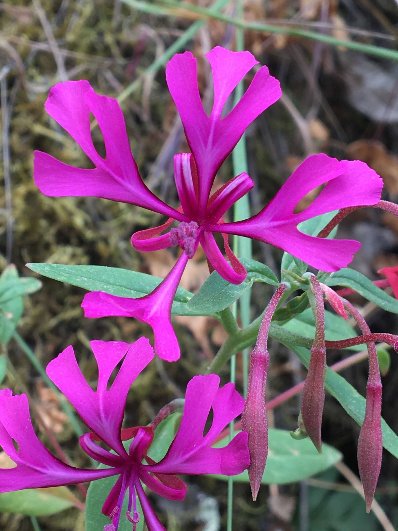 Plancia ëd Clarkia concinna subsp. concinna