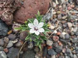 Image of Great Basin langloisia