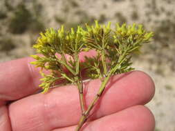 Image of yellow nailwort