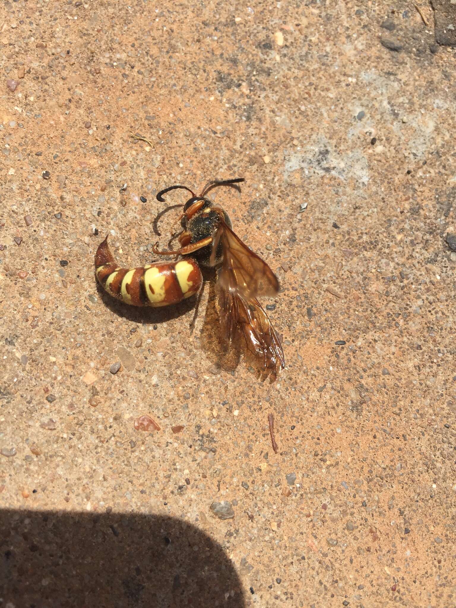 Image of Western Cicada Killer