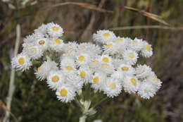 Helichrysum fruticans (L.) D. Don resmi