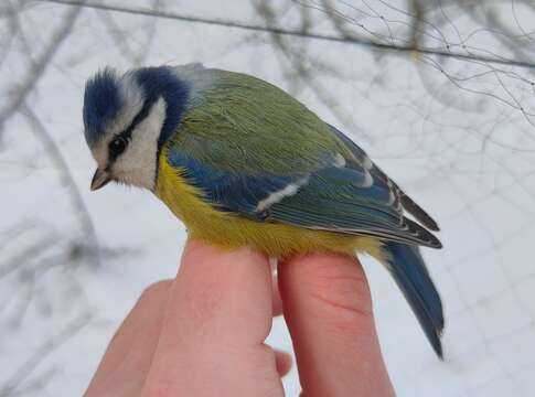 Image of Eurasian Blue Tit