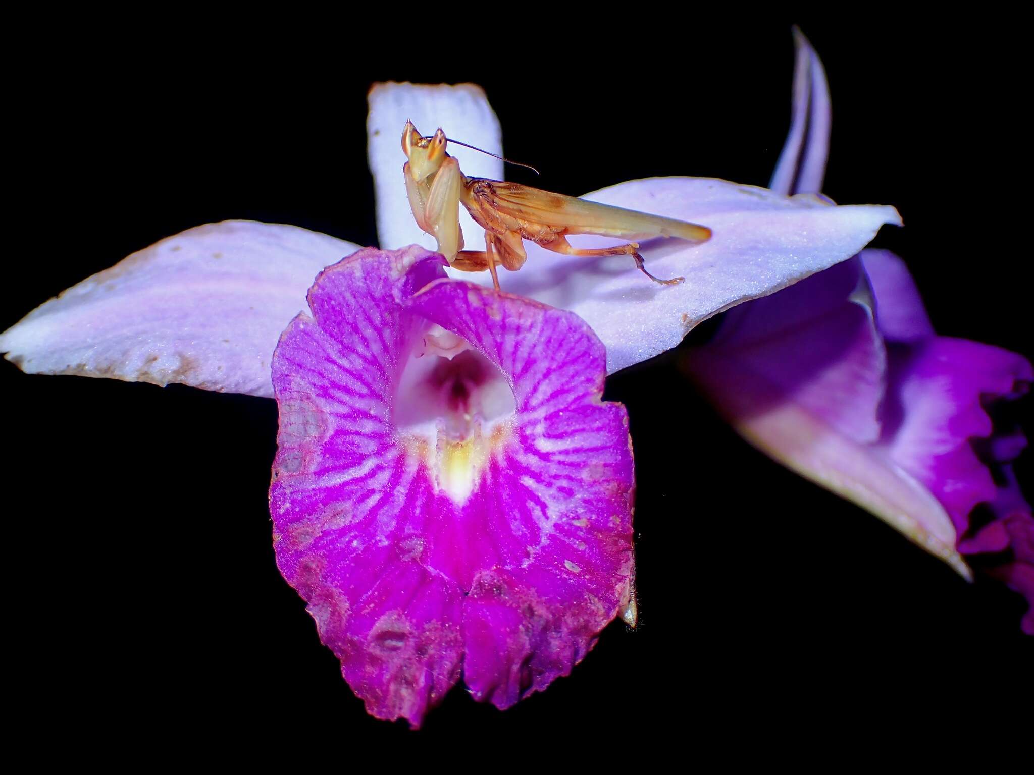 Image de Mante orchidée