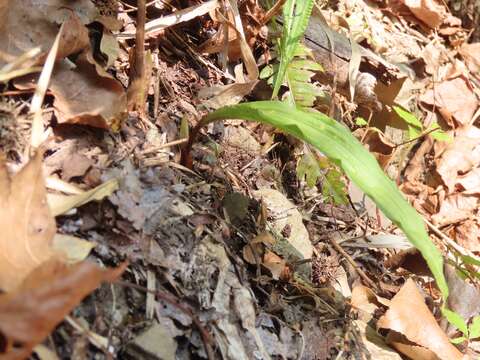 Image de Cremastra appendiculata (D. Don) Makino