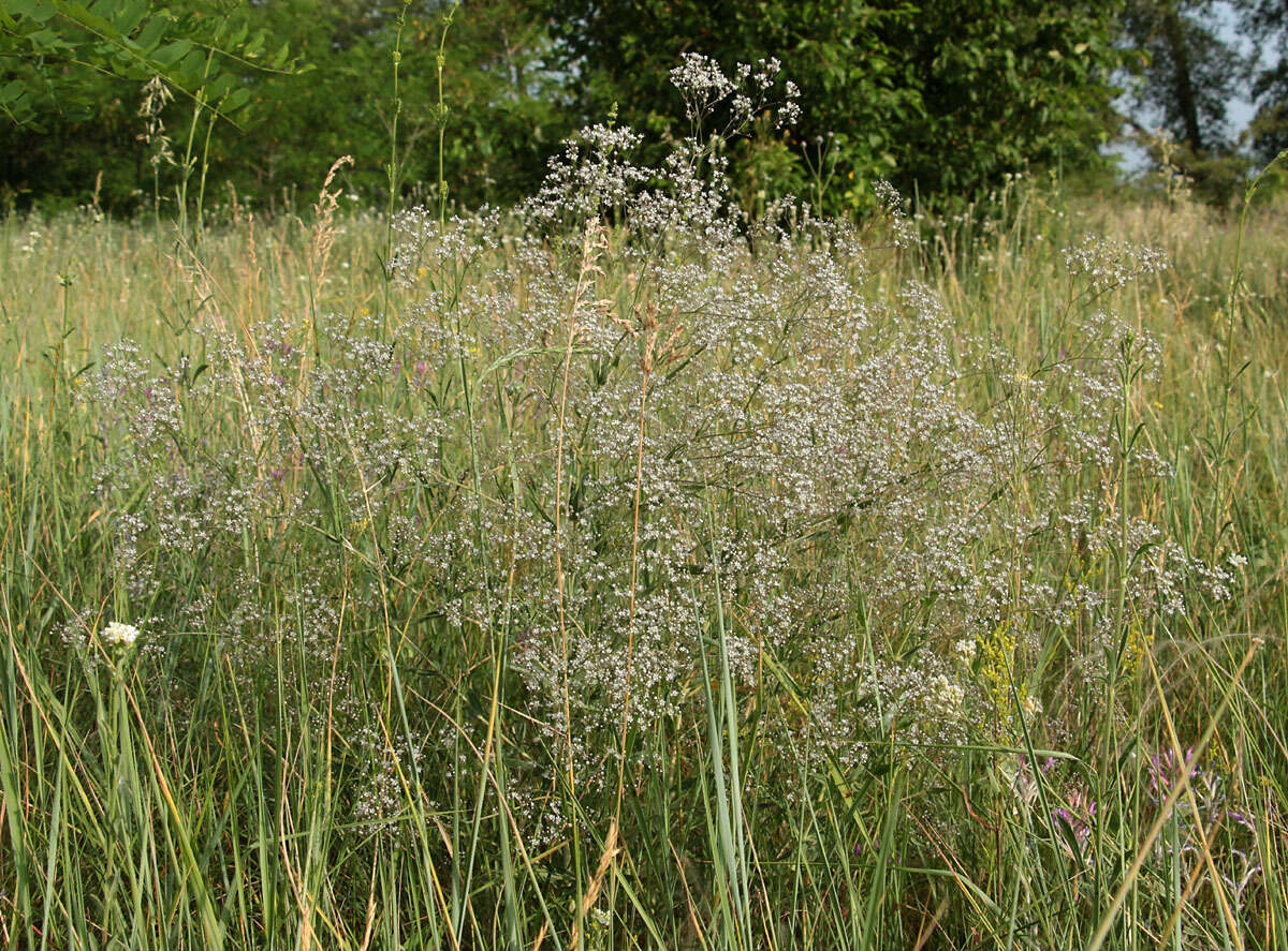 Imagem de Gypsophila paniculata L.