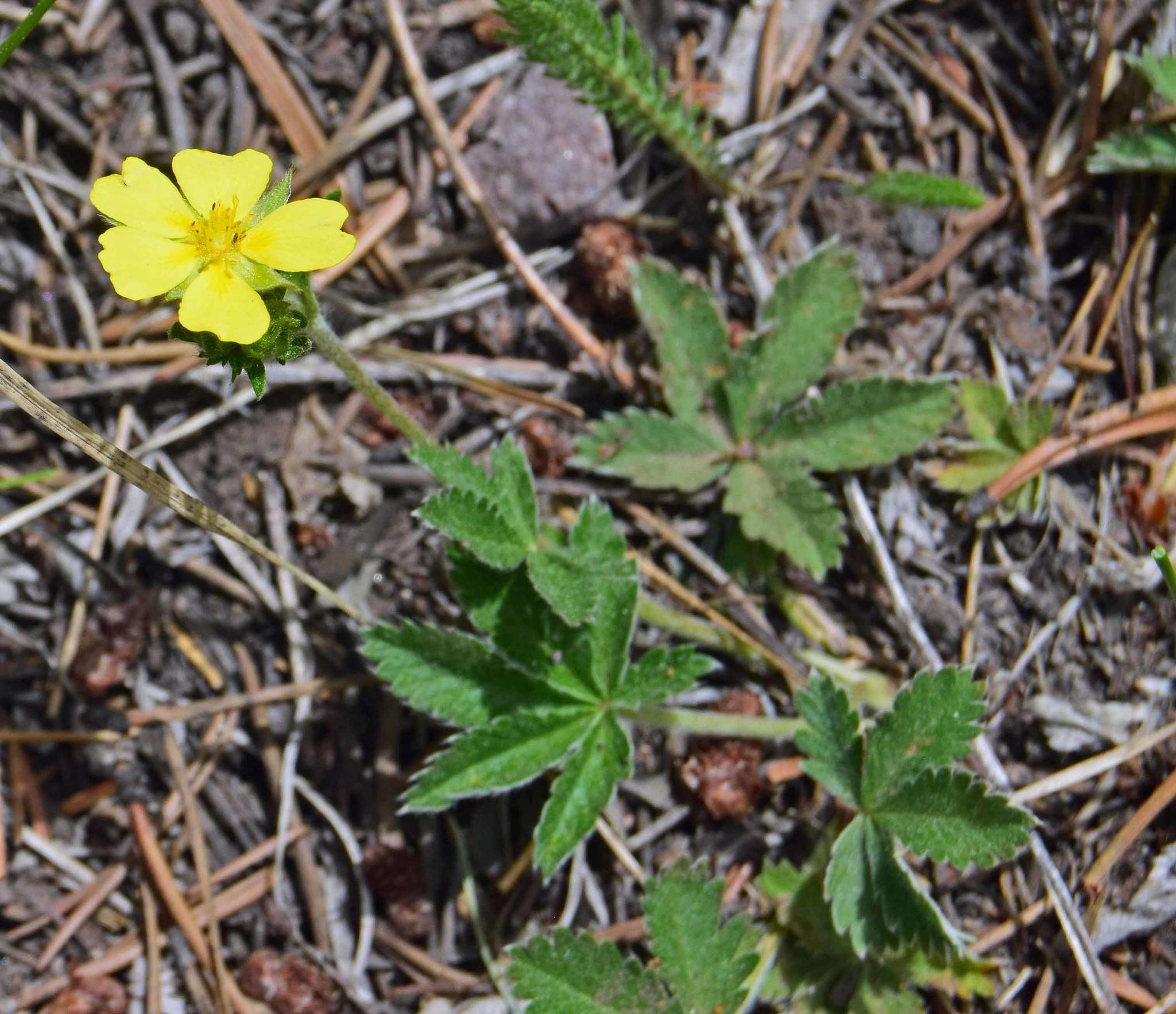 Image of Soft Cinquefoil