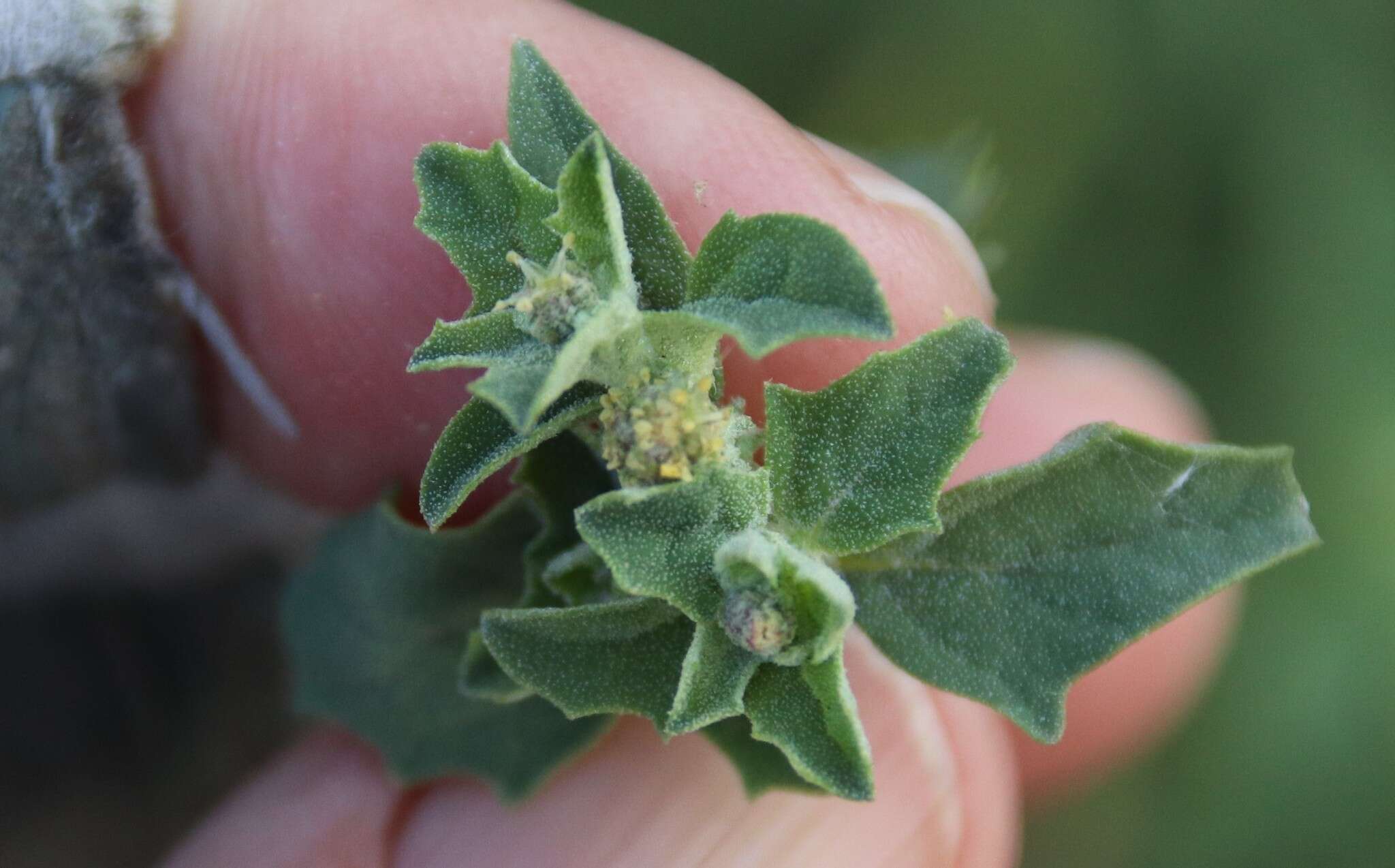 Image de Atriplex suberecta Verdoorn