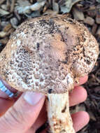 Image of Agaricus fuscovelatus Kerrigan 1985