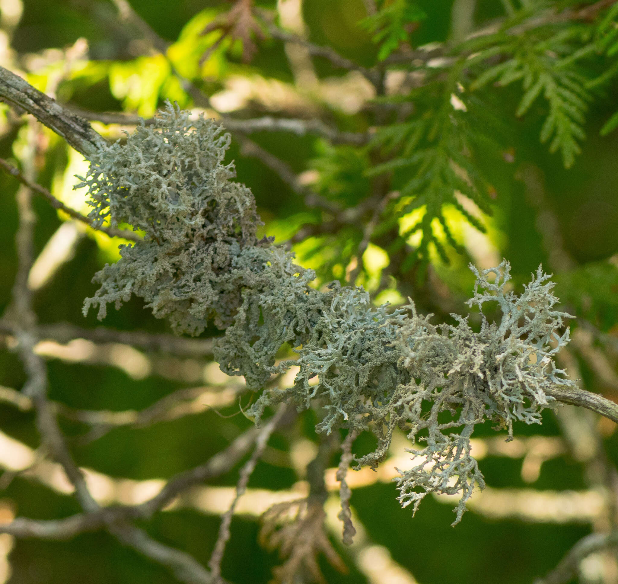 Image of light and dark lichen