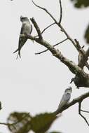 Image of Crested Treeswift