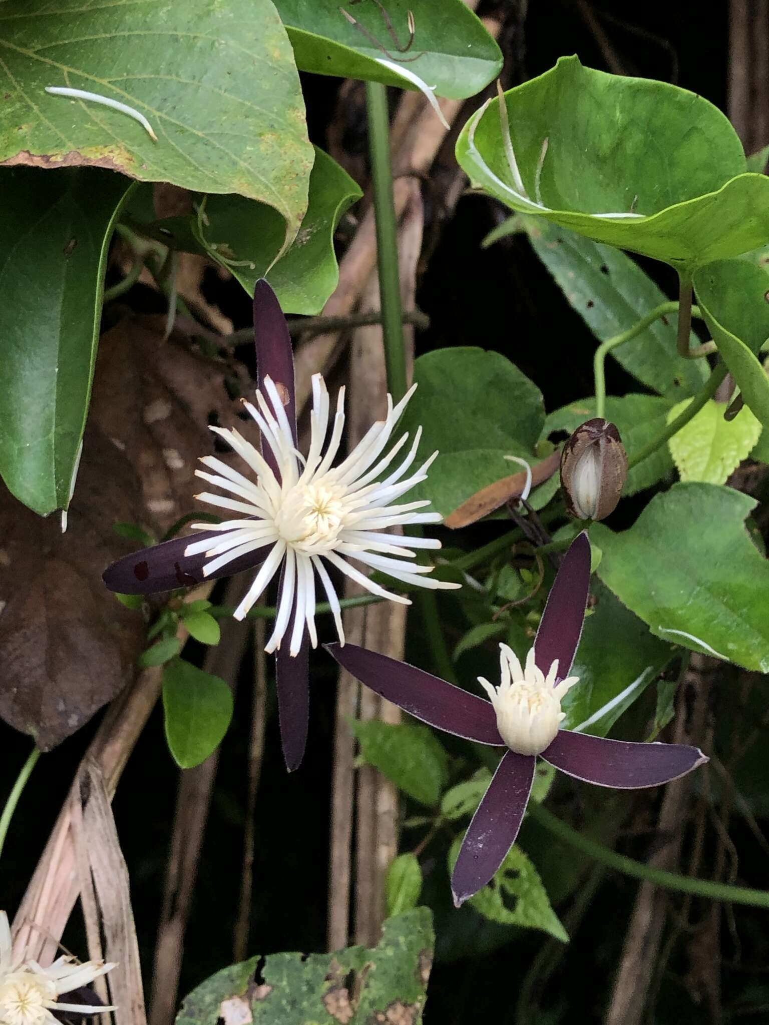 Image of Clematis tashiroi Maxim.