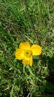 Image of Ranunculus asiaticus