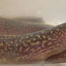 صورة Gymnothorax tile (Hamilton 1822)