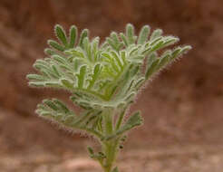 Image of Lavandula pubescens Decne.