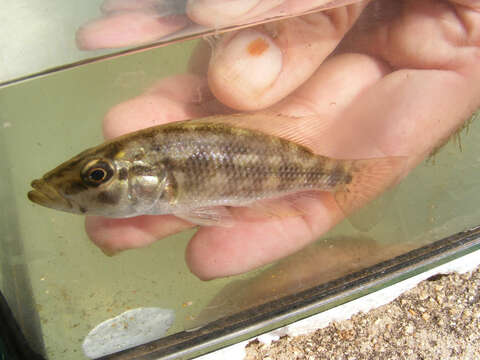 Image of Lowveld Largemouth