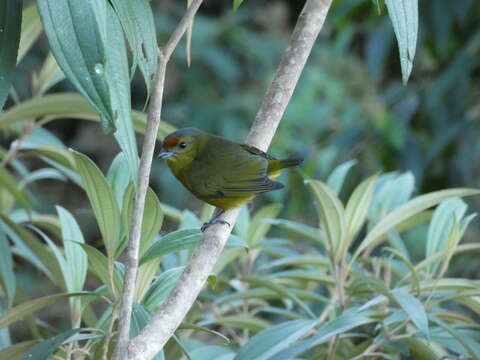 Image of Spot-crowned Euphonia