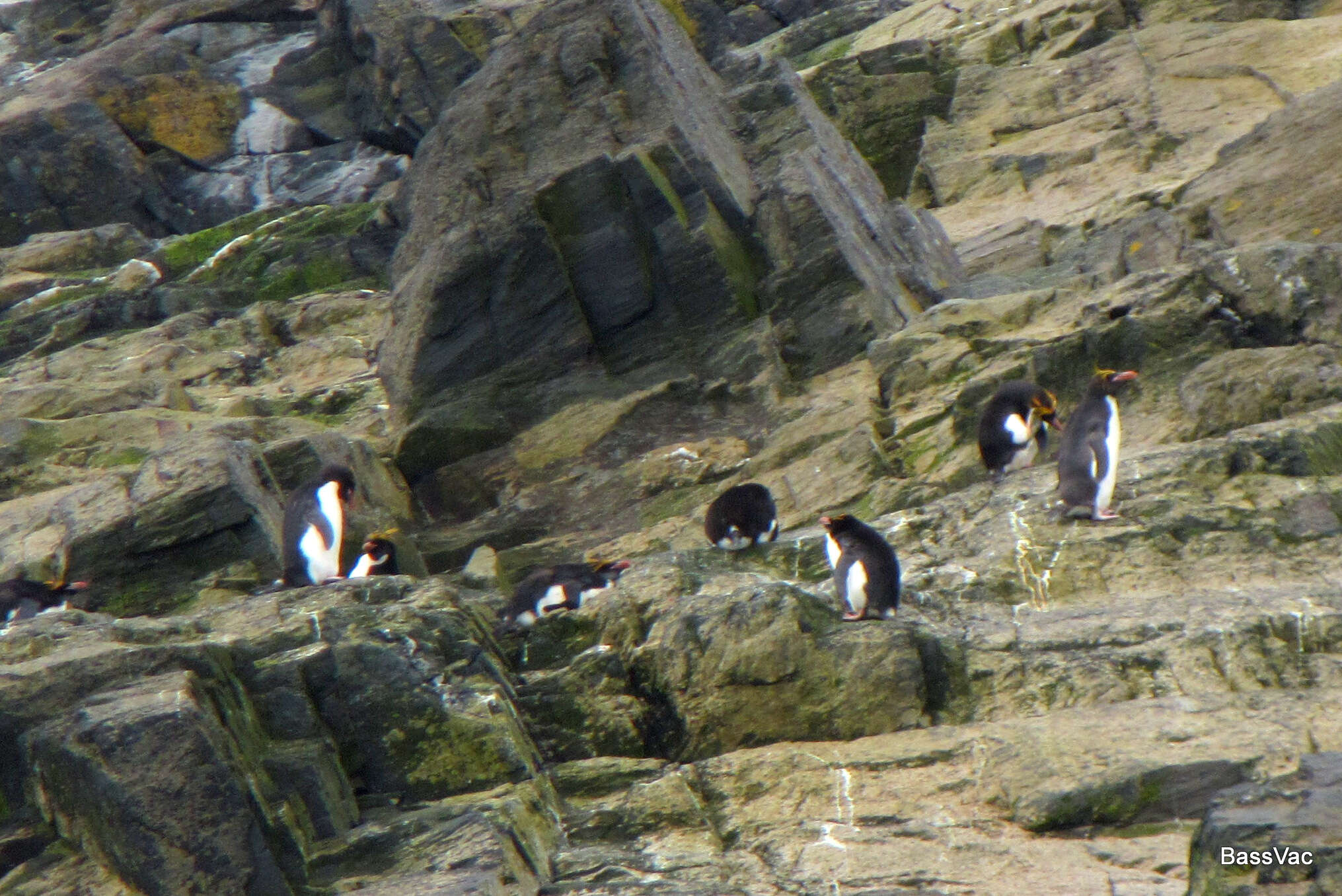 Image of Macaroni Penguin