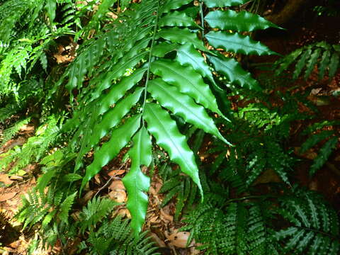 Plancia ëd Angiopteris madagascariensis de Vriese