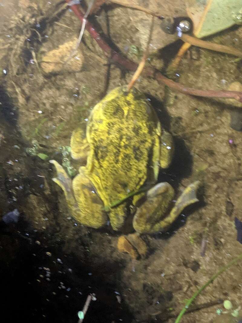 Image of Painted Burrowing Frog